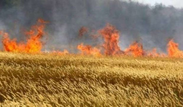 Göyçayda hektarlarla taxıl sahəsi yanıb – FOTO