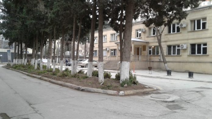 Abşeronda ağac “qətliamı”: kəsib üstünü torpaqladılar – Fotolar