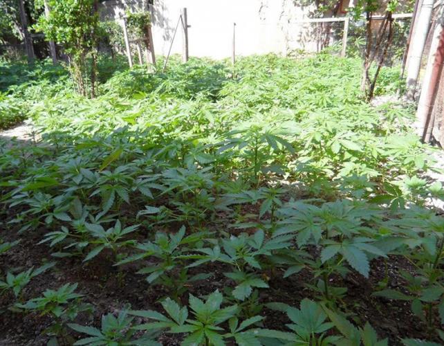 Sumqayıtda gül adıyla çətənə əkən şəxs saxlanıldı