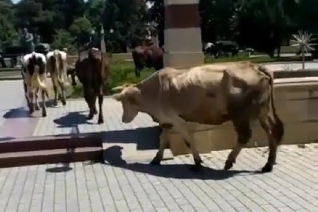 Şəmkir İcra Hakimiyyətinin yanında inəklər otlayır – “İstiqlal” parkında biabırçı mənzərə – FOTOLAR