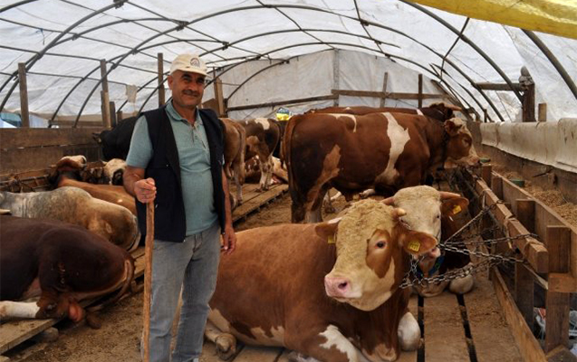Qurbanlıq inəyi avtomobil qiymətinə satdı – VİDEO