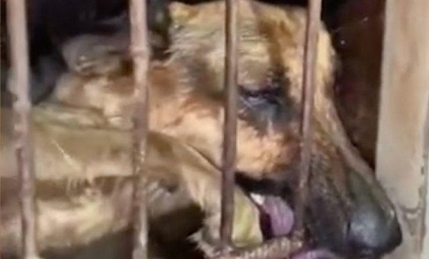 Diri iti oda verib, üstünə qaynar su töküb gülüşən çinlilər — Dəhşətə gətirən VİDEO – FOTO