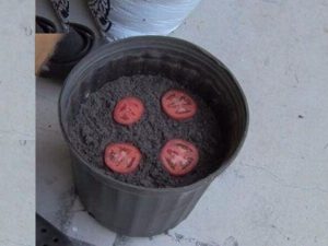 Pomidoru hissələrə bölüb üzərinə torpaq tökün – Nəticəsinə İNANMAYACAQSIZ (FOTO/VİDEO)