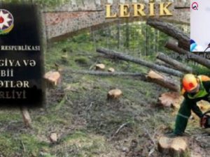Lerikdə yaşıllığın məhv edilməsini əks etdirən VİDEO