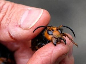 Əvvəl koronavirus, indi də ölümcül arılar…