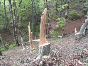 Lerik meşələri məhv edilir: Yüzlərlə ağac kəsilib, meşə torpağı isə satılır (FOTOFAKT)