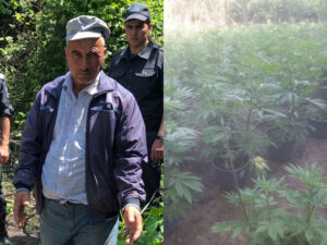 Azərbaycanda narkotik plantasiyası salan iki qonşu ələ keçdi – Fotolar
