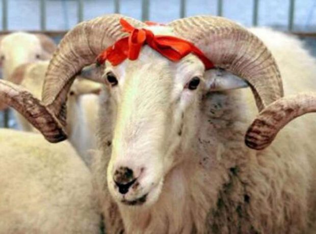 Koronavirusa görə qurbanlıq qoyunlar belə satılacaq – RƏSMİ Koronavirusa görə qurbanlıq qoyunlar belə satılacaq – RƏSMİ