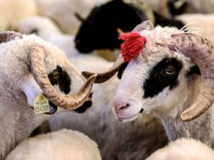 Qurbanlıq heyvan tacirlərinə ŞOK: – “Satış qadağandırsa, bizi Bakıya niyə buraxırdılar?”