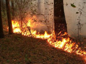 Nazirlik düşmənin ekoloji terroru ilə bağlı hərəkətə keçdi – RƏSMİ
