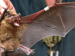 Rusiyada yaşayan yarasalarda koronavirus aşkarlanıb