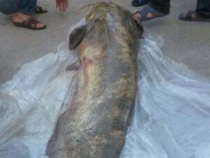 Kürdən görün nə tutdular – FOTO