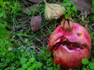 “Narın qırmızı rəngləri Orxanın qanını xatırladır” – FOTO