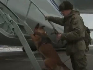 Rus hərbçilər itlərlə Qarabağı minadan təmizləməyə getdilər – VİDEO