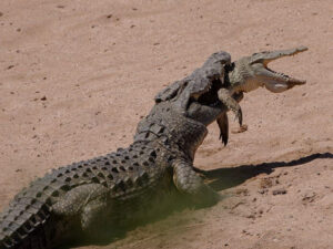 “Timsahın timsahı yediyi zəmanədəyik…” – Məşhur fotoqrafın qarşılaşdığı dəhşətli mənzərə – FOTO