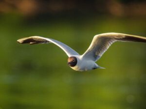 Azərbaycanda yeni quş növü aşkarlandı