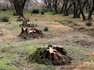 Ermənilər 54 min hektar meşə sahəsini məhv edib – RƏSMİ