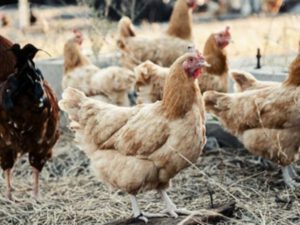 Quş qripi epidemiyası yayılmaqdadır – 250 min canlı məhv ediləcək