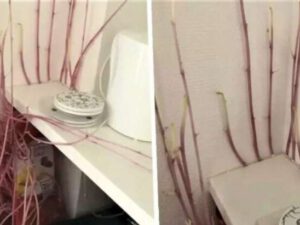 Karantinə görə aylar sonra evinə qayıdan qadın ŞOK OLDU – FOTOLAR