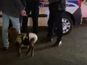 Bakının mərkəzində “pampers” geyindirilən quzu ilə gəzən gəncləri polis niyə saxlayıb? – RƏSMİ AÇIQLAMA