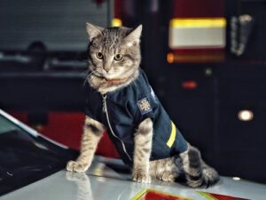 Pişiyə “mayor” rütbəsi verildi – FOTO