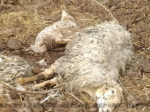 Tərtərdə fermada xəstəlik yayılıb: Qoyunlar kütləvi şəkildə tələf olub – FOTO