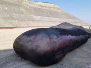 Qəflətən sahilə çıxdı – Nə olduğunu öyrəndiklərində… / VİDEO