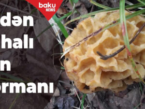 Ətdən bahalı can dərmanı – 1 kiloqramı 35 manatdır – VİDEO