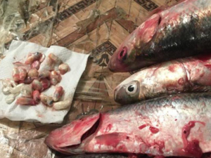 Bakıda həbsxanada şok olay: Balığın qarnından görün nə çıxdı +FOTO