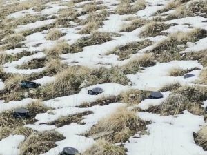 “Ermənilər Kəlbəcərdə hər addımbaşı mina basdırıb”