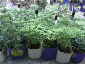 Balakəndə narkotik vasitələrin emal edildiyi laboratoriya aşkarlanıb – FOTOLAR