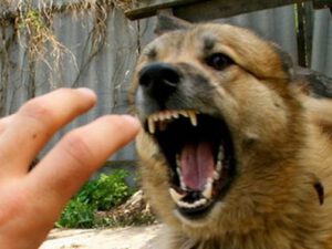 Göyçayda dəhşətli olay: İtləri sahibkarın üstünə cumdurdan çobana sahibkar dəhşət yaşatdı – Şok təfərrüat