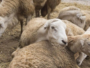 Azərbaycanda fermadan 176 qoyun oğurlandı
