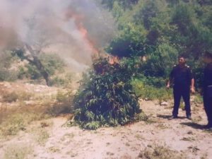 Qubada dörd tondan çox çətənə kolu aşkar edildi – FOTO