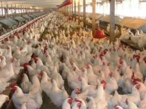 İki ölkədən quş ətinin gətirilməsinə məhdudiyyət qoyuldu