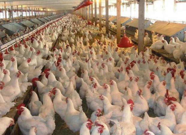 İki ölkədən quş ətinin gətirilməsinə məhdudiyyət qoyuldu İki ölkədən quş ətinin gətirilməsinə məhdudiyyət qoyuldu
