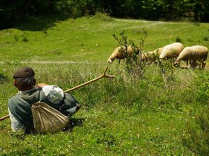 Fermadan 120 baş qoyun oğurlayan çoban TUTULDU