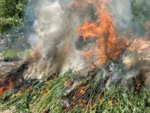 Zəngilanda narkotik tərkibli bitkilər aşkar edildi