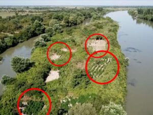 Kür çayındakı adalarda 21 ton narkotik yetişdirilməsi faktı aşkarlanıb – VİDEO