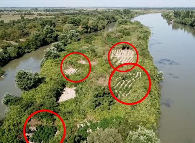 Kür çayındakı adalarda 21 ton narkotik yetişdirilməsi faktı aşkarlanıb – VİDEO Kür çayındakı adalarda 21 ton narkotik yetişdirilməsi faktı aşkarlanıb – VİDEO