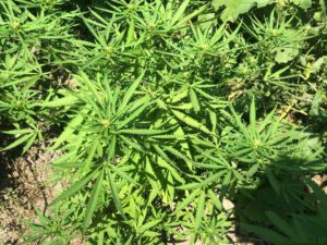 Xızıda əməliyyat: Saxlanılan var – FOTO