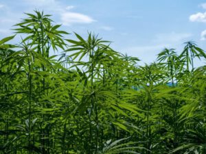 Balakəndə 3 tona yaxın çətənə kolu məhv edilib – FOTO