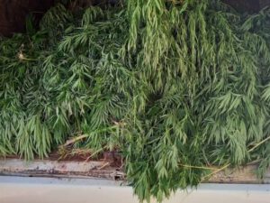 Yevlax polisi əməliyyat keçirdi – Saxlanılan var