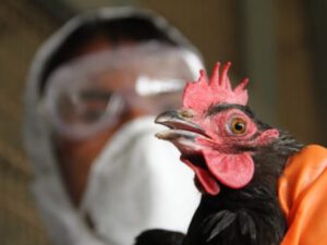 Çində quş qripinin yeni növünə yoluxma qeydə alındı
