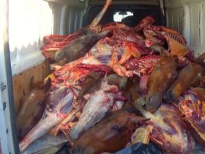 At ətini mal əti adı ilə satmaq istəyən şəxs saxlanılıb