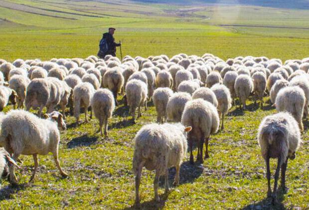 Gürcüstanda azərbaycanlı çoban itkin düşdü Gürcüstanda azərbaycanlı çoban itkin düşdü