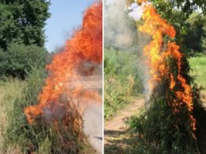 Ağdamın işğaldan azad edilmiş kəndində narkotik tərkibli bitkilər aşkar edilib