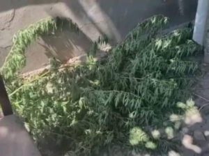 Salyan sakinindən külli miqdarda narkotik aşkarlandı – FOTOLAR