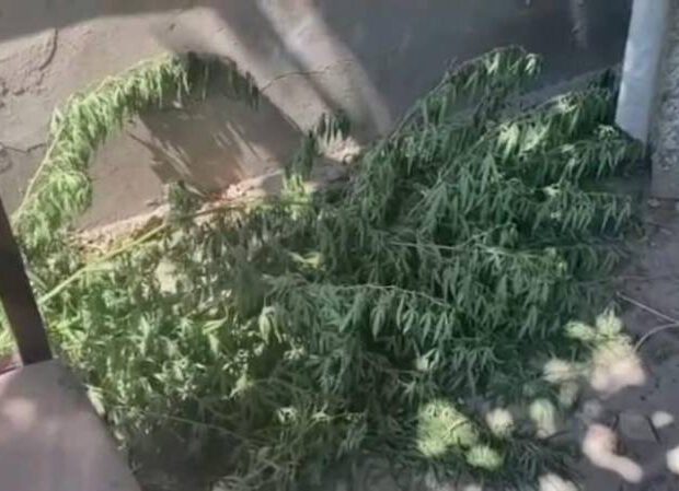 Salyan sakinindən külli miqdarda narkotik aşkarlandı – FOTOLAR Salyan sakinindən külli miqdarda narkotik aşkarlandı – FOTOLAR