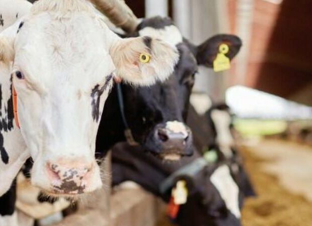 Monqolustandan diri heyvanların gətirilməsinə QADAĞA Monqolustandan diri heyvanların gətirilməsinə QADAĞA
